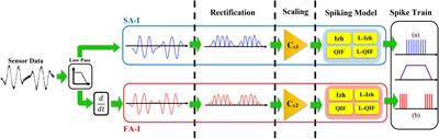 A Digital Hardware System for Spiking Network of Tactile Afferents